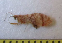 Mucroberotha vesicaria