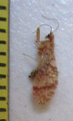 Mucroberotha vesicaria