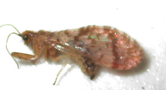 Mucroberotha vesicaria