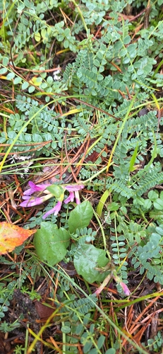 Montpellier Milkvetch