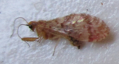 Mucroberotha vesicaria