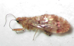 Mucroberotha vesicaria