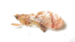 Mucroberotha vesicaria