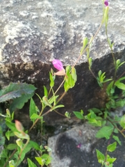 Oenothera rosea