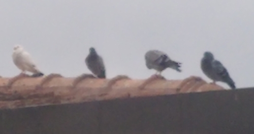 Feral Pigeon