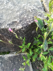 Oenothera rosea