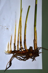 Juncus subnodulosus
