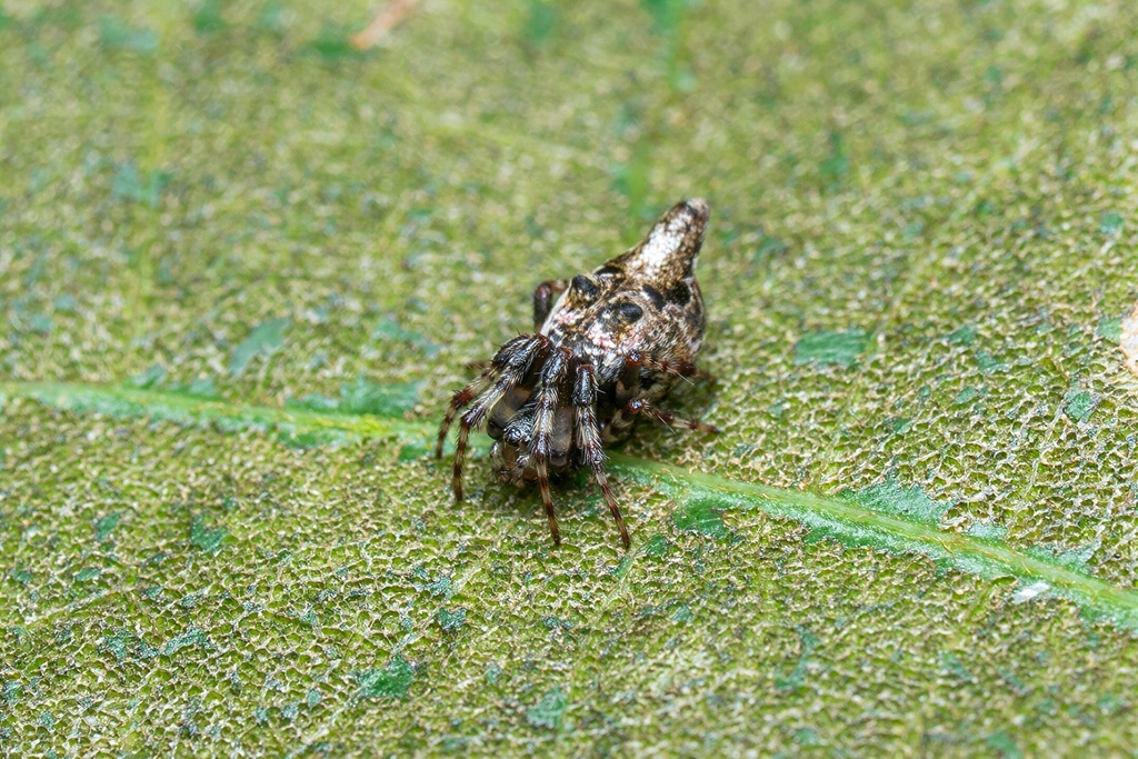 Cyclosa morretes
