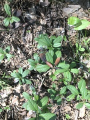 Vaccinium vitis-idaea