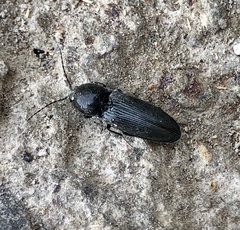 Cardiophorinae