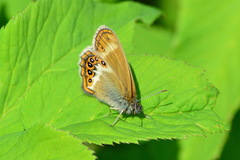Coenonympha hero