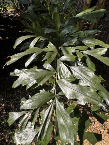 Caryota mitis observed 2026-10-20