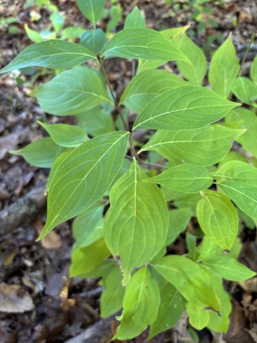 Cornus kousa observed 2026-10-19