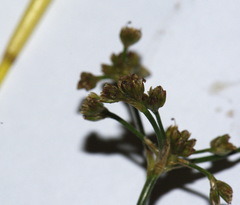Juncus subnodulosus