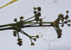 Juncus subnodulosus