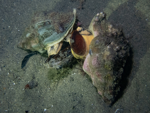 Kelletia kelletia, 2026-10-15