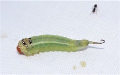 Lophyrotoma interrupta