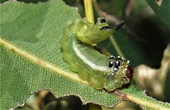 Lophyrotoma interrupta