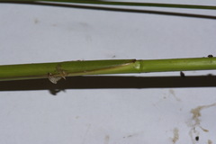 Juncus subnodulosus