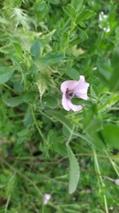 Malva hispanica