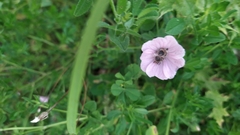 Malva hispanica