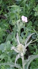 Malva hispanica