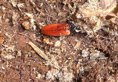 Ampedus cinnaberinus