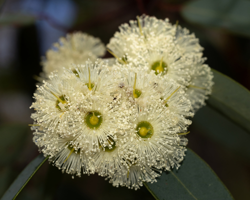 Eucalyptus marginata observed 2026-10-09