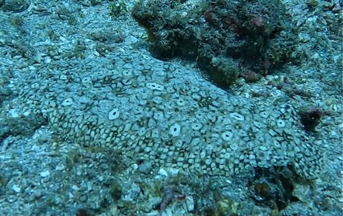 Aseraggodes observed 2026-10-05