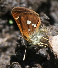 Piruna polingii