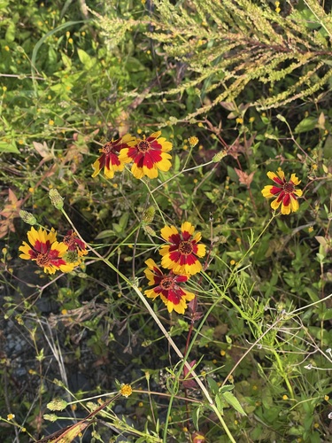 Coreopsis tinctoria observed 2026-10-20