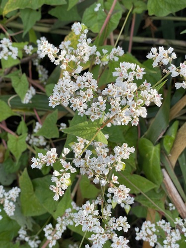 Fagopyrum cymosum, 2026-10-20