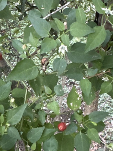 Capsicum annuum observed 2026-10-20