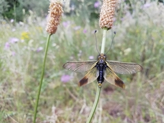 Libelloides ictericus