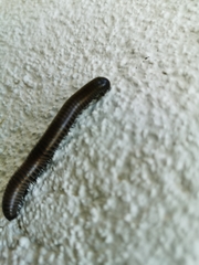 Acanthoiulus fuscipes