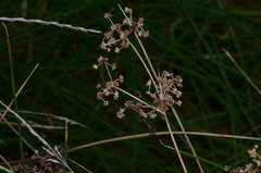 Juncus subnodulosus
