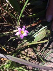 Romulea rosea australis