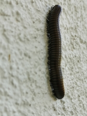 Acanthoiulus fuscipes