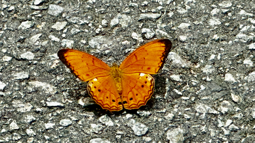 Cirrochroa tyche