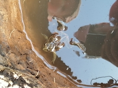 Pelobates vespertinus