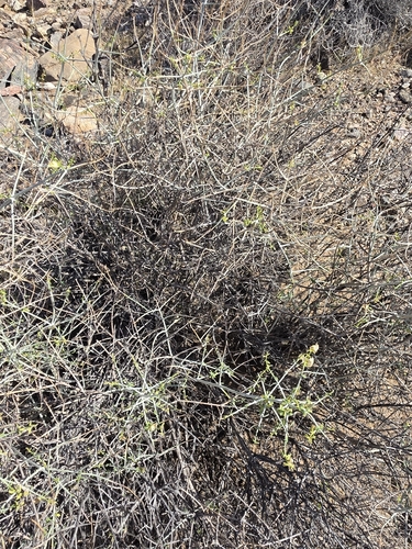 Scutellaria mexicana observed 2026-10-19