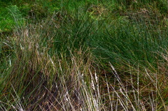 Juncus subnodulosus