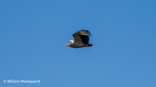 iNaturalist image