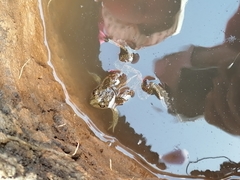 Pelobates vespertinus