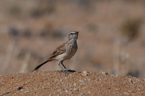 iNaturalist image