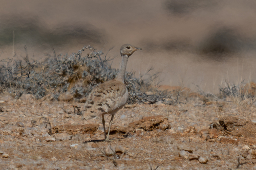 iNaturalist image