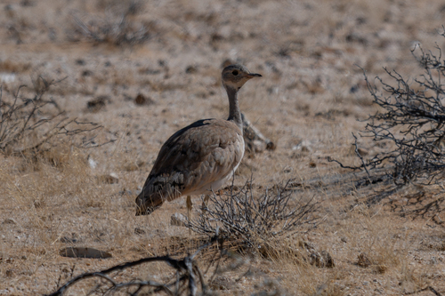 iNaturalist image