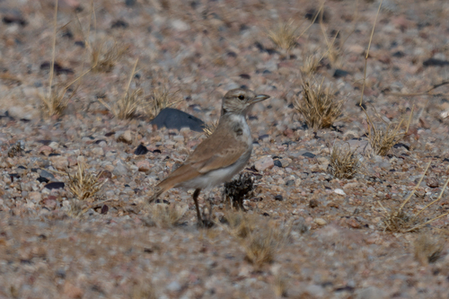 iNaturalist image