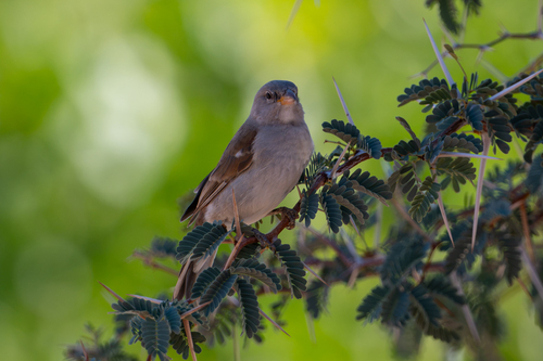 iNaturalist image