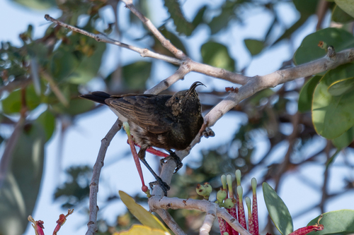 iNaturalist image